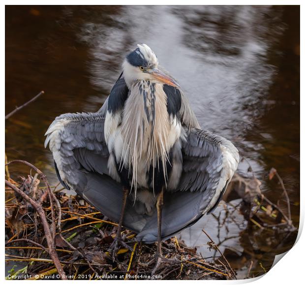 Grey Heron  Print by David O'Brien