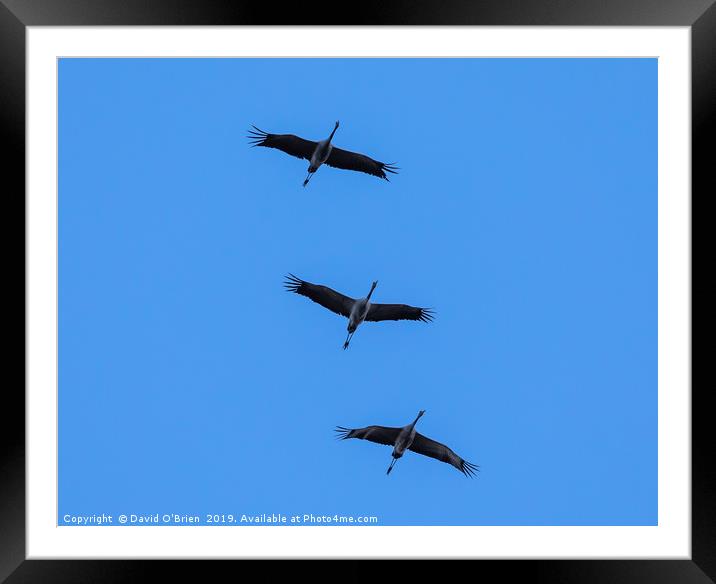 Cranes in flight Framed Mounted Print by David O'Brien