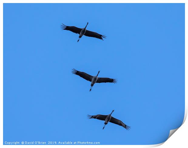 Cranes in flight Print by David O'Brien