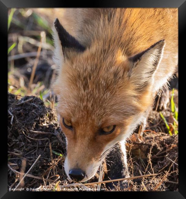 Wild Red Fox  Framed Print by David O'Brien