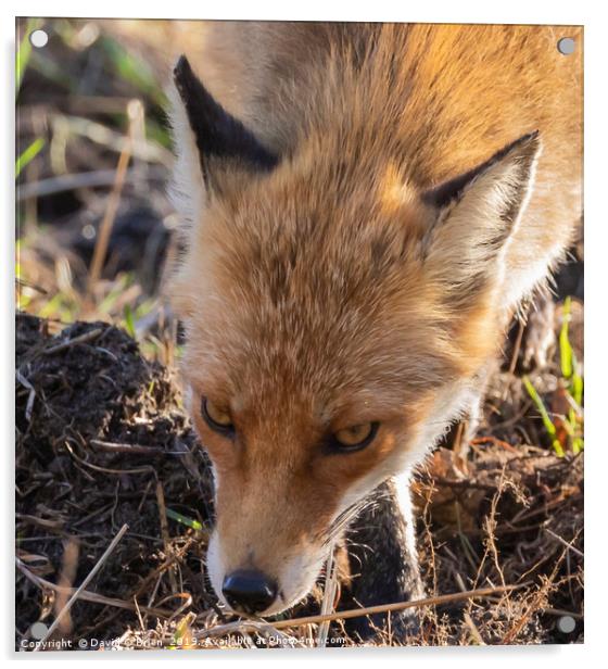 Wild Red Fox  Acrylic by David O'Brien