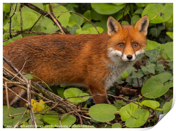 Red Fox Print by David O'Brien