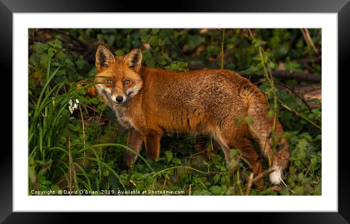 Red Fox  Framed Mounted Print by David O'Brien
