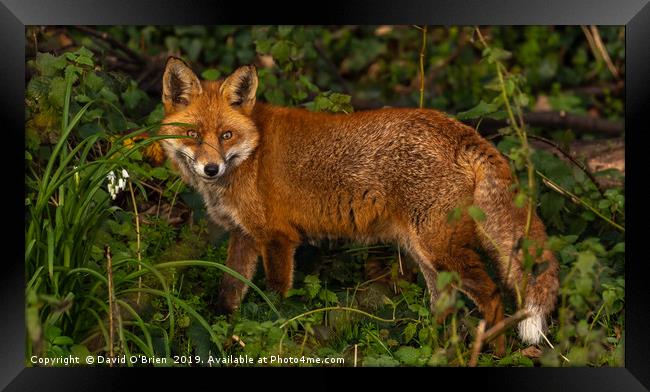 Red Fox  Framed Print by David O'Brien