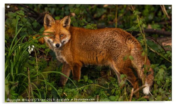 Red Fox  Acrylic by David O'Brien