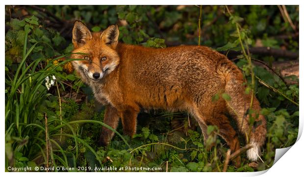 Red Fox  Print by David O'Brien
