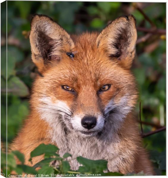 Red Fox Portrait Canvas Print by David O'Brien