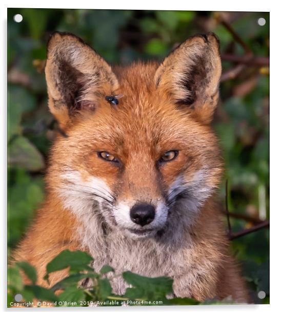 Red Fox Portrait Acrylic by David O'Brien