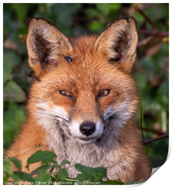 Red Fox Portrait Print by David O'Brien