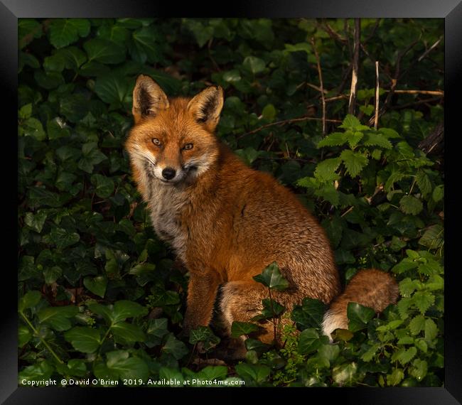 Red Fox Portrait Framed Print by David O'Brien