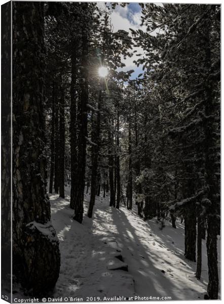 Forest Snow Canvas Print by David O'Brien