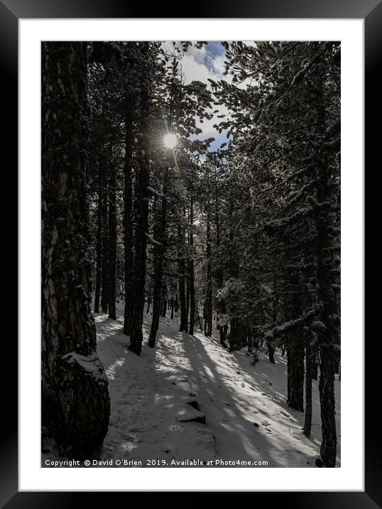 Forest Snow Framed Mounted Print by David O'Brien