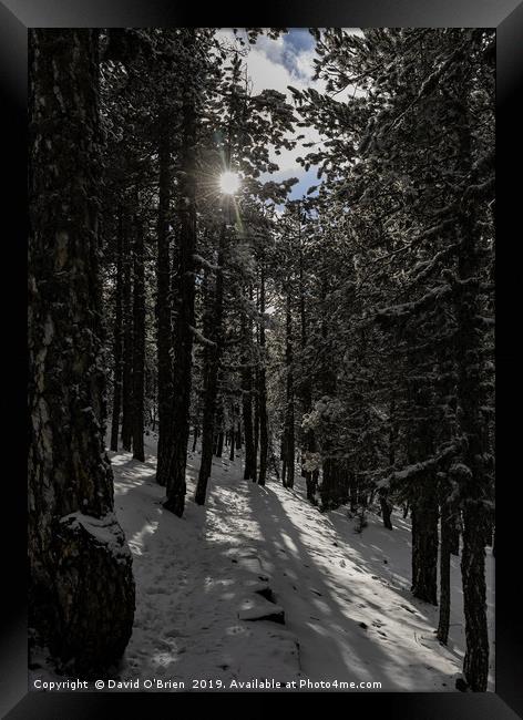 Forest Snow Framed Print by David O'Brien