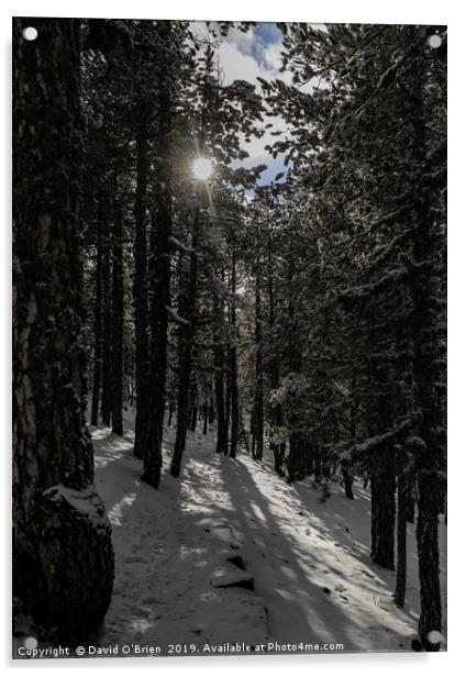 Forest Snow Acrylic by David O'Brien