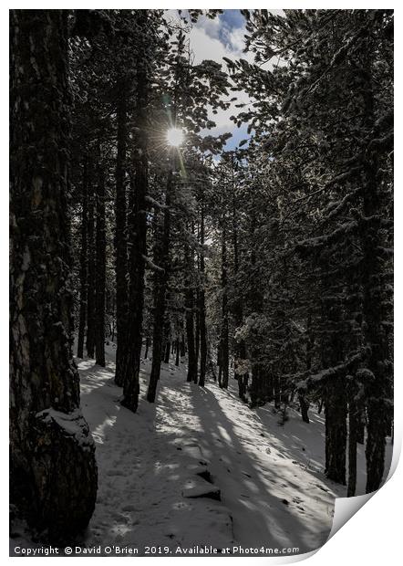 Forest Snow Print by David O'Brien