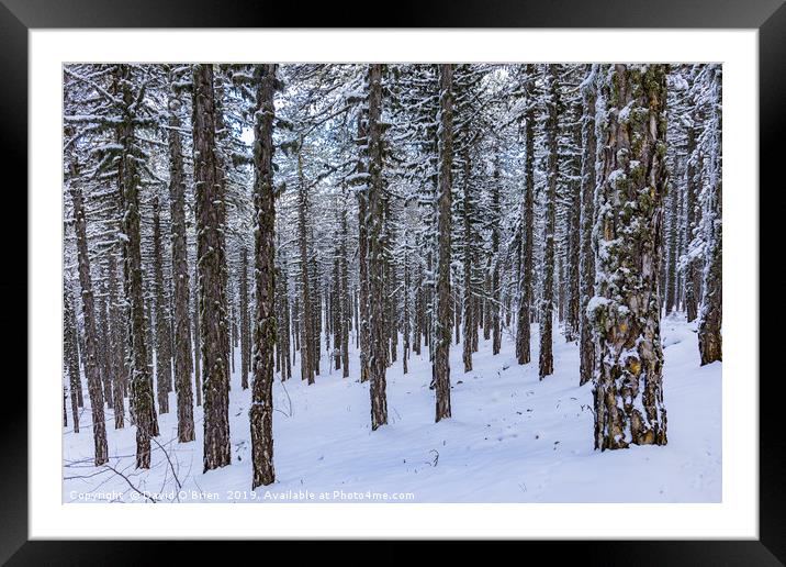 Forest in Winter Framed Mounted Print by David O'Brien