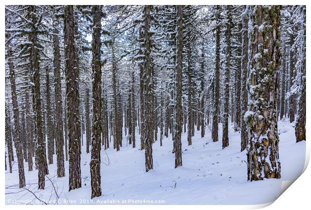 Forest in Winter Print by David O'Brien