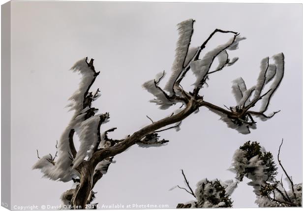 Wind Iced Branches Canvas Print by David O'Brien