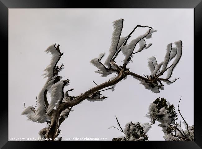 Wind Iced Branches Framed Print by David O'Brien