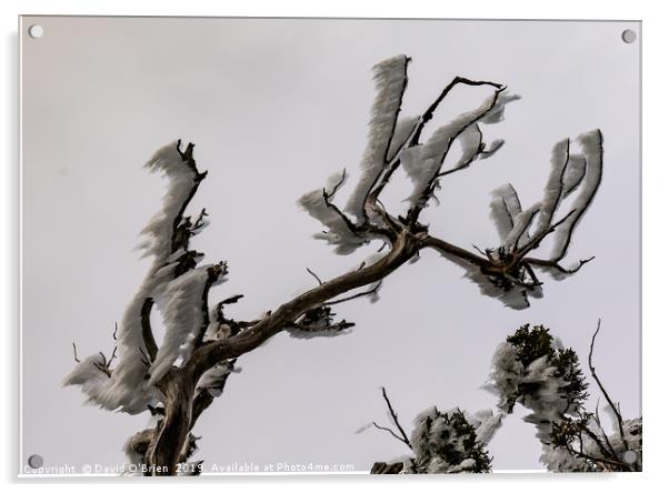 Wind Iced Branches Acrylic by David O'Brien