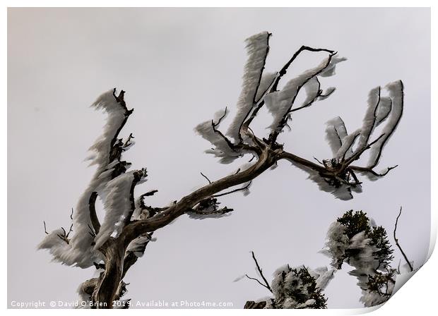 Wind Iced Branches Print by David O'Brien