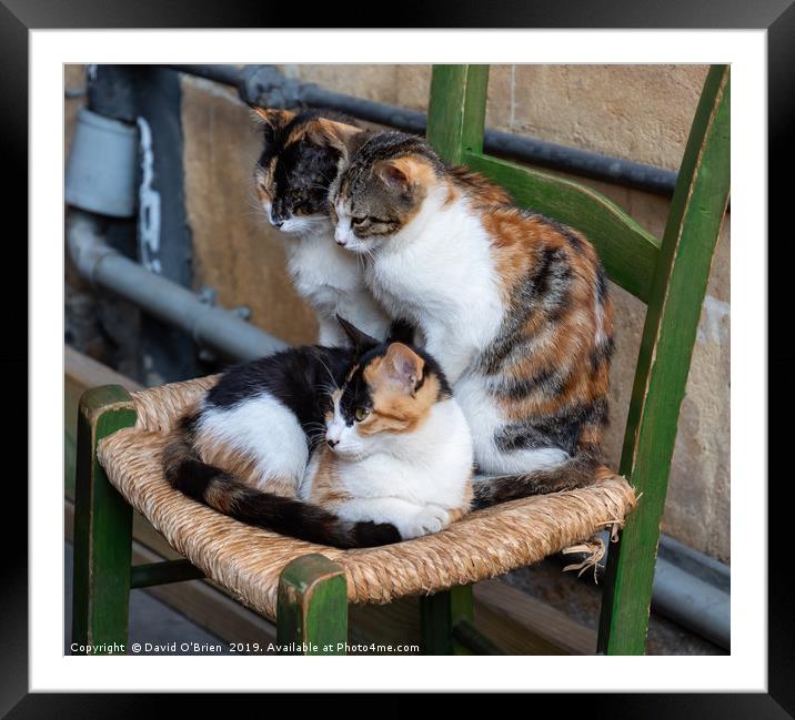 Cat Family Framed Mounted Print by David O'Brien