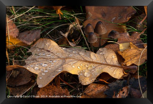 Winter Leaf Framed Print by David O'Brien