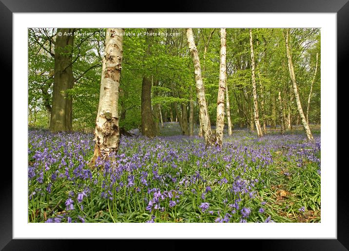 Bluebells & Silver Birch. Framed Mounted Print by Ant Marriott