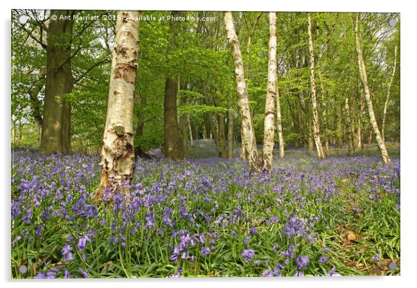 Bluebells & Silver Birch. Acrylic by Ant Marriott