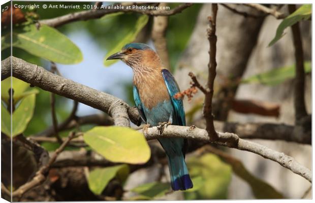 Indian Roller. Canvas Print by Ant Marriott