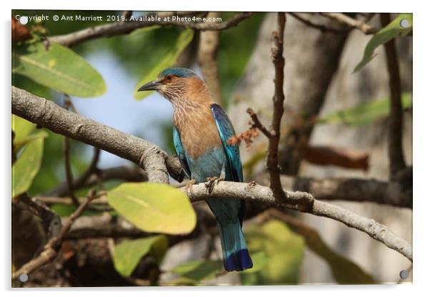 Indian Roller. Acrylic by Ant Marriott