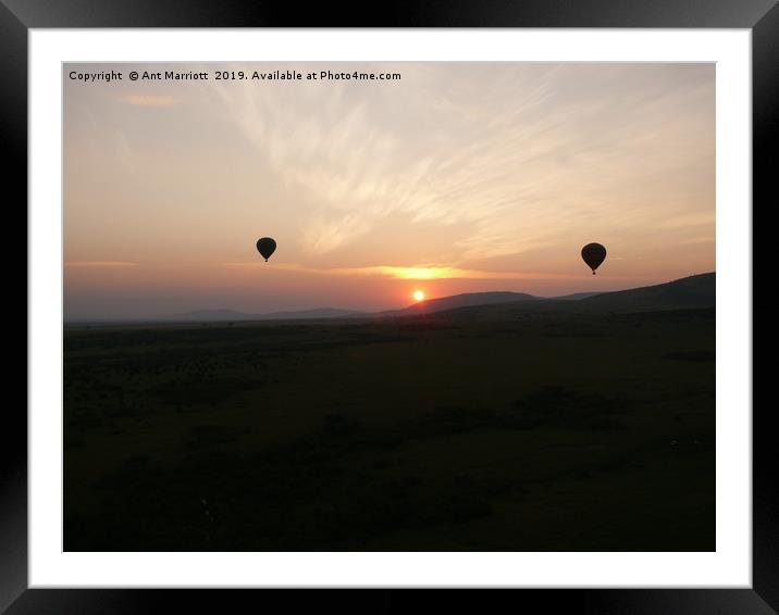 Hot air balloons over the Maasai Mara. Framed Mounted Print by Ant Marriott