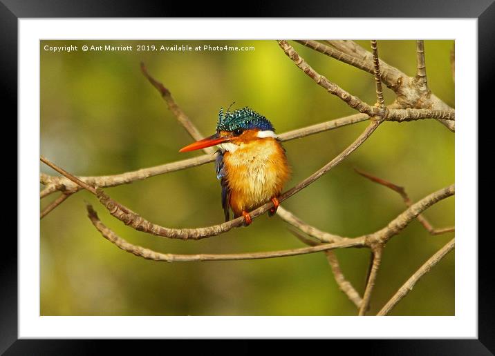 Malachite Kingfisher - Alcedo cristata Framed Mounted Print by Ant Marriott