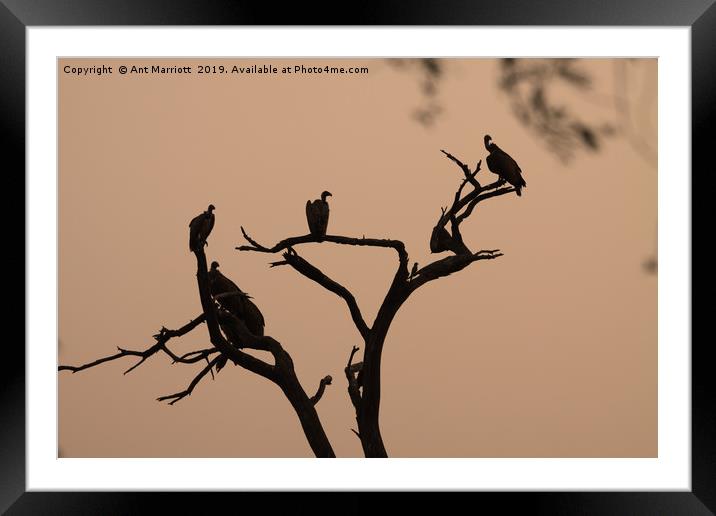 Vultures in sunrise silhouette. Framed Mounted Print by Ant Marriott