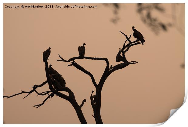 Vultures in sunrise silhouette. Print by Ant Marriott