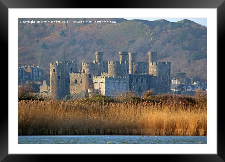 Conway Castle, North Wales. Framed Mounted Print by Ant Marriott