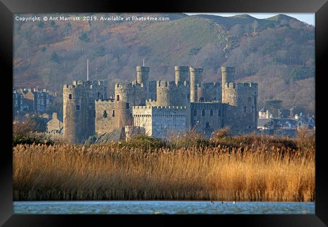 Conway Castle, North Wales. Framed Print by Ant Marriott