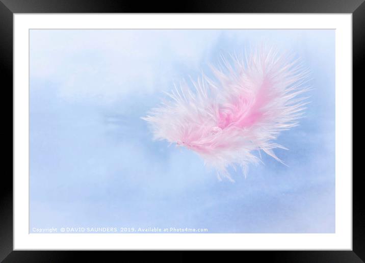 Water drop on a pink feather Framed Mounted Print by DAVID SAUNDERS