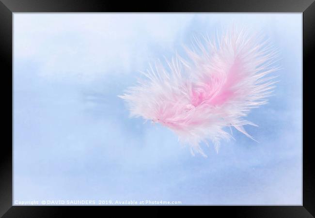 Water drop on a pink feather Framed Print by DAVID SAUNDERS