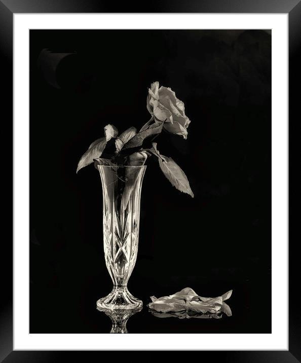 A Mono image of a dying rose Framed Mounted Print by Paul Want