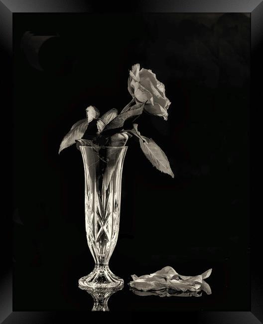 A Mono image of a dying rose Framed Print by Paul Want
