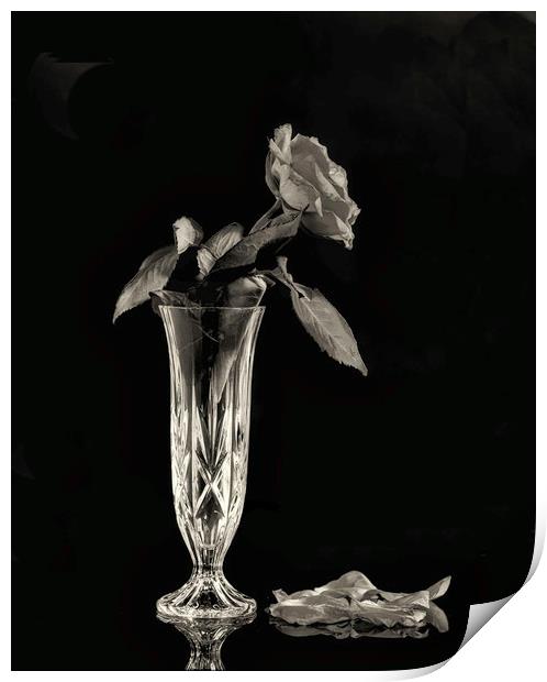 A Mono image of a dying rose Print by Paul Want