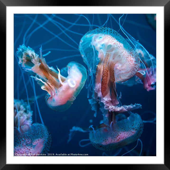 Jellyfish in blue  Framed Mounted Print by Rob Hawkins