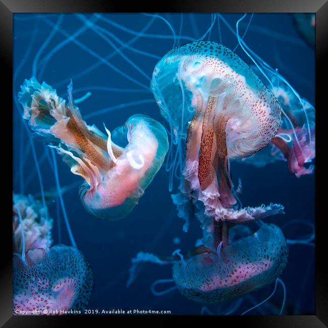Jellyfish in blue  Framed Print by Rob Hawkins