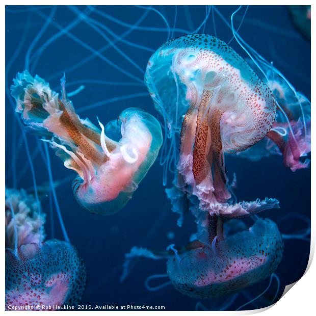 Jellyfish in blue  Print by Rob Hawkins