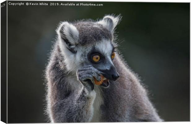 Lemur right handed fruit eater Canvas Print by Kevin White