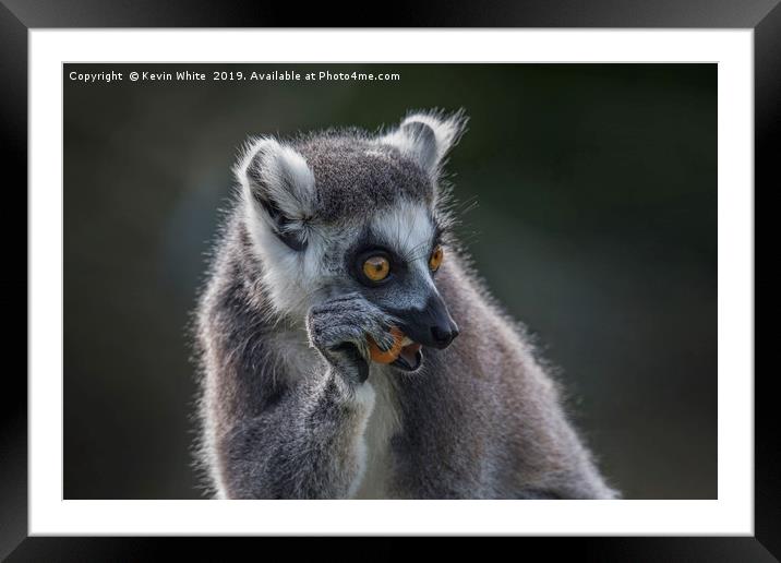 Lemur right handed fruit eater Framed Mounted Print by Kevin White
