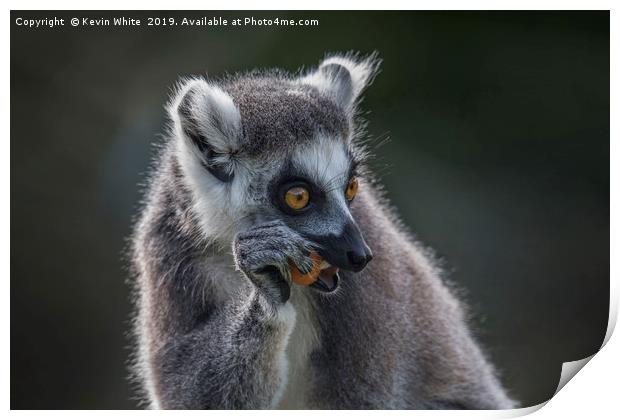 Lemur right handed fruit eater Print by Kevin White