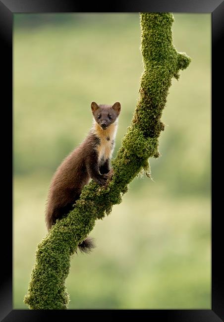 Pinemarten kitten on a mossy branch, Western Isles Framed Print by Jenny Hibbert