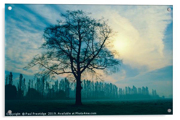 Trees in Winter, Derbyshire Acrylic by Paul F Prestidge